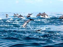 Image Alternative text